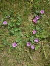 Flowering Mallow