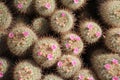 Flowering Mammillaria Bombycina cacti