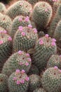Flowering Mammillaria Bombycina cacti
