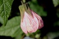 Flowering Maple, Abutilon hybridum