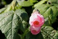 Flowering Maple, Abutilon hybridum