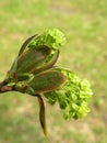 Flowering maple tree Royalty Free Stock Photo