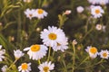 Flowering marguerite flowers or daisies. Close-up of many blossoms of the marguerite flower photographed at sunset. Can be used as