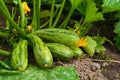 Flowering marrow with fruits