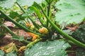 Flowering marrow plant with young fruits