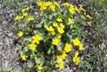 Flowering marsh marigold Caltha palustris Royalty Free Stock Photo