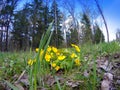 Flowering marsh marigold (Caltha palustris) blooms on a meadow Royalty Free Stock Photo