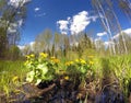 Flowering marsh marigold (Caltha palustris) blooms on a meadow Royalty Free Stock Photo