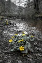 Flowering Marsh Marigold Royalty Free Stock Photo
