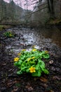 Flowering Marsh Marigold Royalty Free Stock Photo