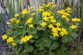 Flowering marsh marigold Royalty Free Stock Photo