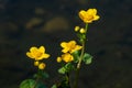 Flowering marsh marigold on pond, yeloow blooming swamp mari gold in spring