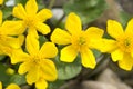 Flowering marsh marigold on pond, yeloow blooming swamp mari gold in spring