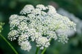 Flowering masterwort, Peucedanum ostruthium. Close-up Royalty Free Stock Photo