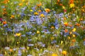 Flowering meadow