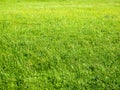 Flowering meadow