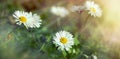 Flowering in meadow - beautiful daisy flowers Royalty Free Stock Photo