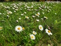Flowering meadow daisies green grass