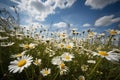 Flowering meadow, daisies under the sun. Bees buzzing., generative IA