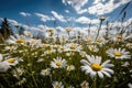 Flowering meadow, daisies under the sun. Bees buzzing., generative IA