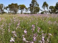 Flowering meadow at the edge of a grove Royalty Free Stock Photo