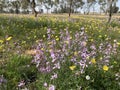 Flowering meadow at the edge of a grove Royalty Free Stock Photo