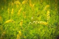 Flowering meadow field in summer yellow flowers. Agrimony medicinal Royalty Free Stock Photo