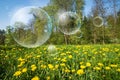 Flowering meadow and flying bubbles Royalty Free Stock Photo