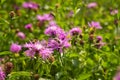 A flowering meadow full of flowers is needed for many useful insects, including bees and bumblebees Royalty Free Stock Photo