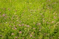 A flowering meadow full of flowers is needed for many useful insects, including bees and bumblebees Royalty Free Stock Photo