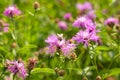 A flowering meadow full of flowers is needed for many useful insects, including bees and bumblebees Royalty Free Stock Photo