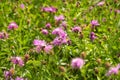 A flowering meadow full of flowers is needed for many useful insects, including bees and bumblebees Royalty Free Stock Photo