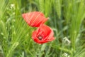 Flowering meadow in Poland. Green grass and red poppies