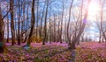 Flowering meadow with a purple crocus or saffron flowers in sunlight against an oak forest background, amazing sunny landscape Royalty Free Stock Photo