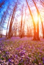 Flowering meadow with a purple crocus or saffron flowers in sunlight against an oak forest background, amazing sunny landscape Royalty Free Stock Photo