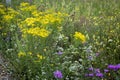 Flowering meadow in Russia. Infinite field. Different herbs and flowers in field