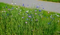 A flowering meadow is sown between the parking lot and the road. near the region there is a wooden house as accommodation and layi