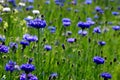 A flowering meadow is sown between the parking lot and the road. near the region there is a wooden house as accommodation and layi