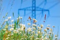 Flowering meadow with summer flowers  and grass against electricity pylons  and blue sky. Selective focus Royalty Free Stock Photo