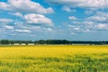 Flowering meadow in the sunny day. Summer landscape with a large field of yellow flowers, blue sky and trees in the distance Royalty Free Stock Photo