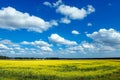 Flowering meadow in the sunny day. Summer landscape with a large field of yellow flowers, blue sky and trees in the distance Royalty Free Stock Photo