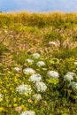 The flowering meadow Royalty Free Stock Photo