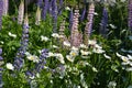 Flowering meadow with violet and pink lupins, white daisy flowers. Sunny summer day Royalty Free Stock Photo