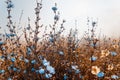 Flowering Meadow. Wildflowers. Nature Landscape