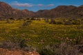 Flowering meadows in cabo de cata Royalty Free Stock Photo
