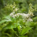 Flowering Meadowsweet Latin name Filipendula ulmaria Royalty Free Stock Photo