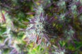 Flowering Medical Marijuana Cannabis Bud With Purple Leaves