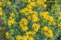 Flowering of the medical plant St. John`s wort hypericum perforatum