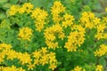 Flowering of the medical plant St. John`s wort hypericum perforatum