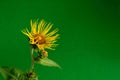 Medicinal plant elecampane inula closeup on green background. Royalty Free Stock Photo